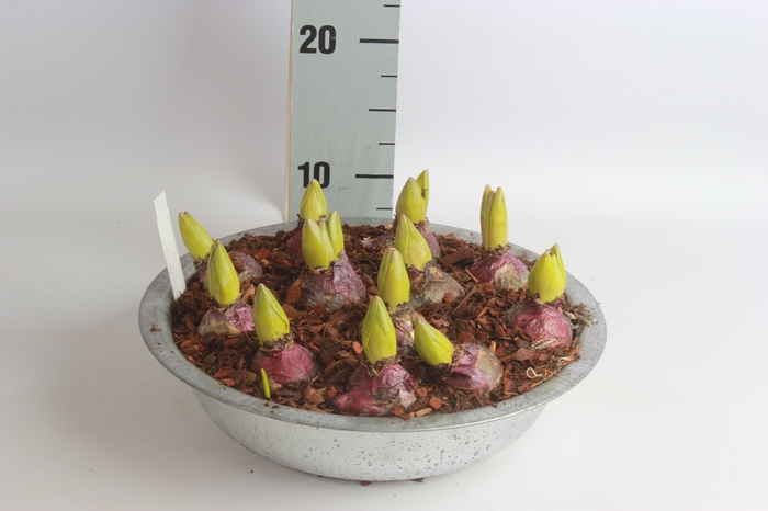 <h4>ARR HYACINTH</h4>