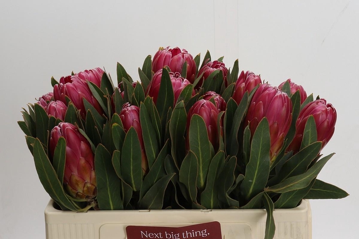 <h4>Protea Brenda</h4>