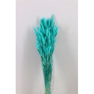 Dried Lagurus Aqua Blue Bunch