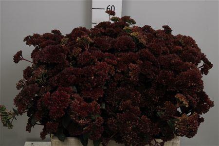 <h4>Sedum Magical Lizzy</h4>