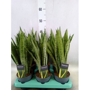 Sansevieria trifa.   ...