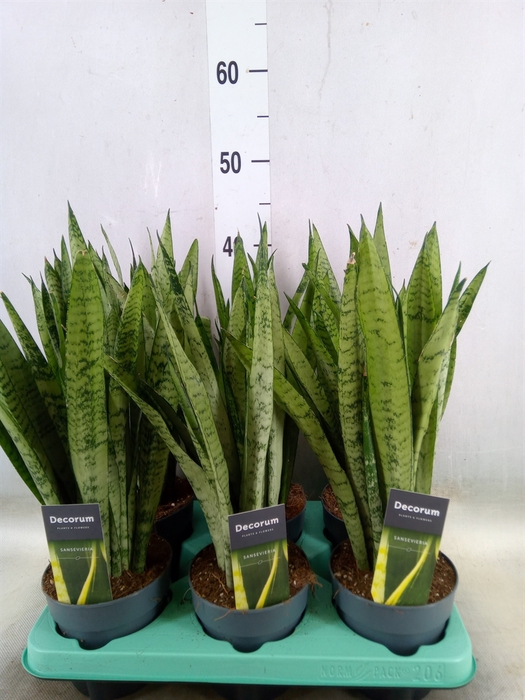 <h4>Sansevieria trifa.   ...</h4>