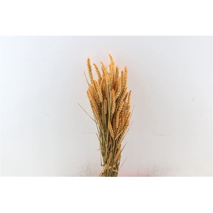 Dried Triticum X5 Frosted Orange Bunch