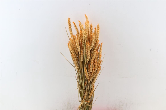 <h4>Dried Triticum X5 Frosted Orange Bunch</h4>