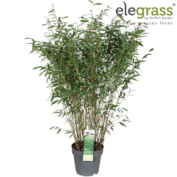 <h4>Fargesia murielae 'Dino' P29</h4>