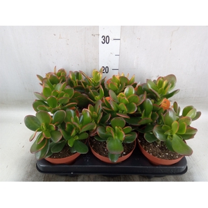 Crassula ovata 'Sunset'