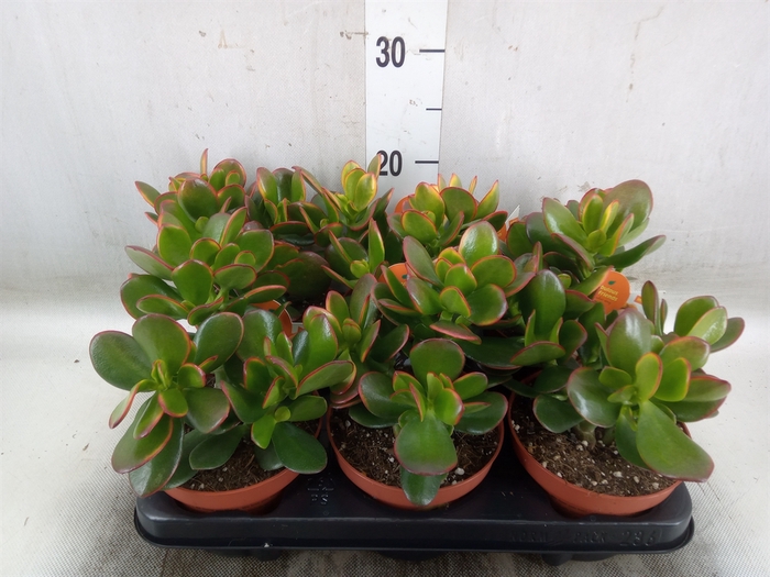 <h4>Crassula ovata 'Sunset'</h4>