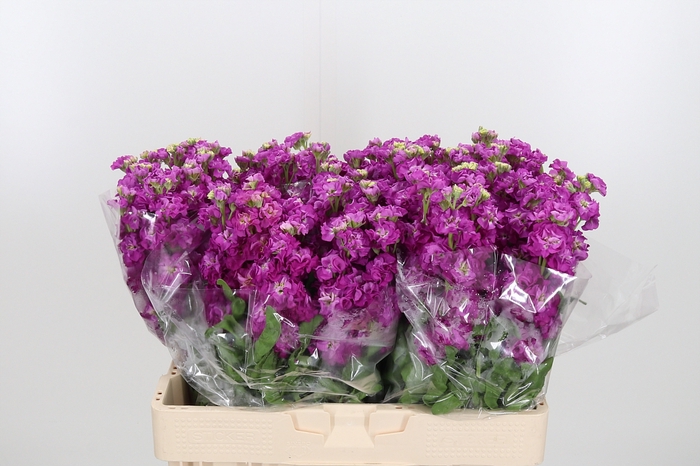 <h4>Matth St Deep Rose</h4>