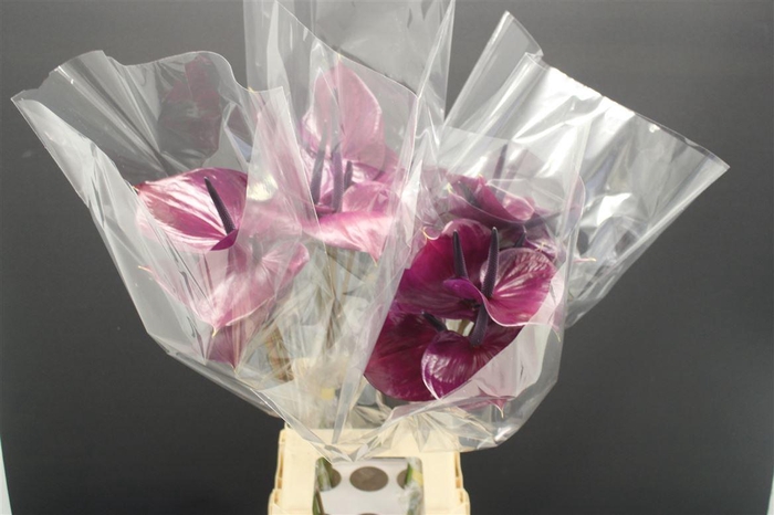 <h4>Anthurium Maravilla</h4>