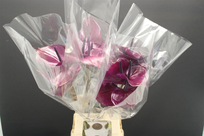 <h4>Anthurium Maravilla</h4>