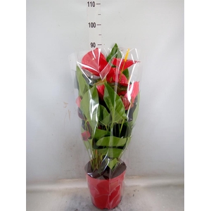 Anthurium andr. 'Oklahoma'