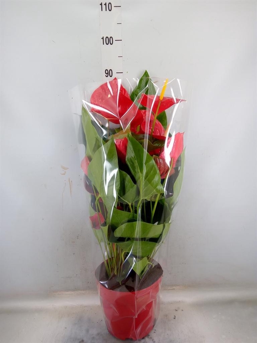 <h4>Anthurium andr. 'Oklahoma'</h4>