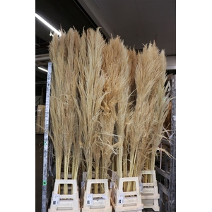 Dried Cortaderia Zaquara Semi Bleached 180cm