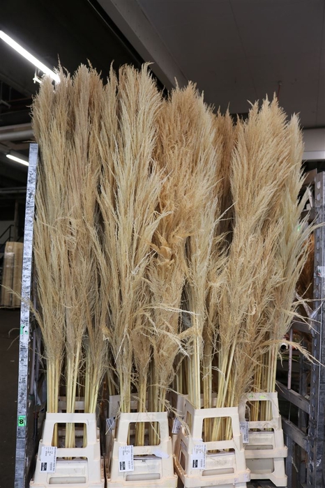 <h4>Dried Cortaderia Zaquara Semi Bleached 180cm</h4>