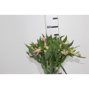 ALSTROEMERIA DUBAI 080 CM