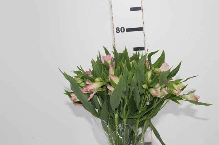 <h4>ALSTROEMERIA DUBAI 080 CM</h4>
