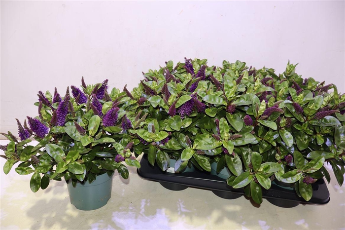 <h4>Hebe Ov Purple</h4>