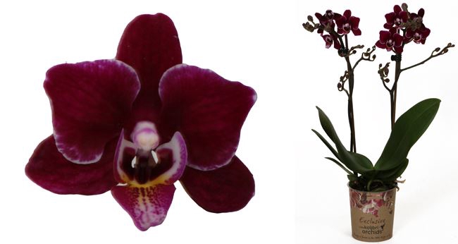 <h4>Phalaenopsis Multiflora</h4>
