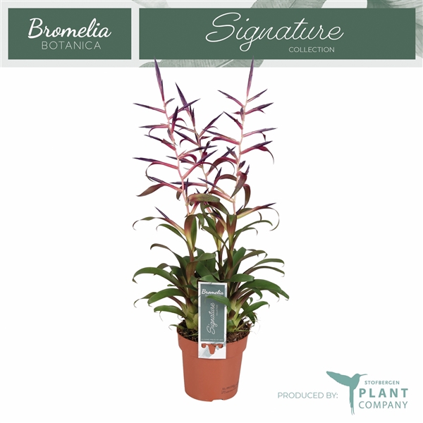 <h4>Tillandsia leiboldiana 'Mora'</h4>