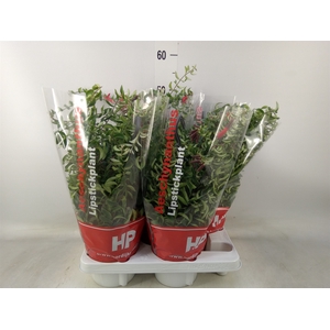 Aeschynanthus  'Twister'