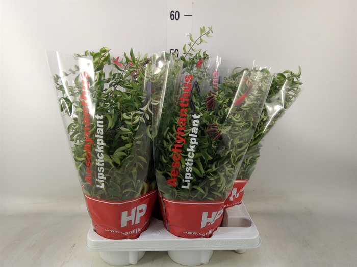<h4>Aeschynanthus  'Twister'</h4>