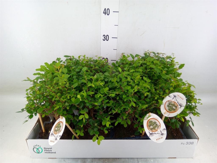 <h4>Bonsai   ...mix</h4>