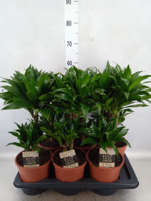 <h4>Dracaena frag. 'Compacta'</h4>