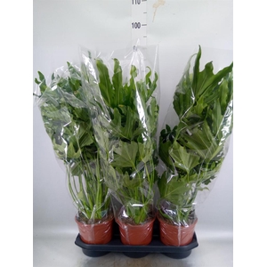 Philodendron   ...