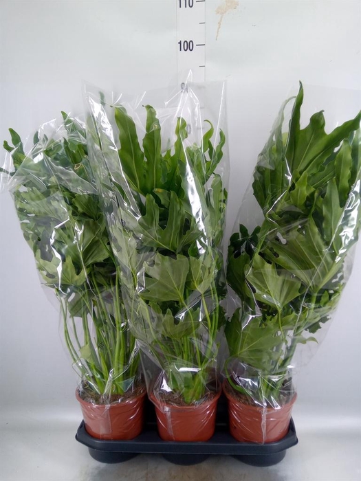 <h4>Philodendron   ...</h4>