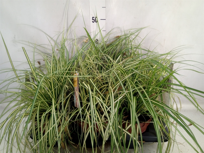 <h4>Carex oshimensis 'Everco Everlime'</h4>