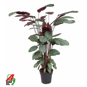 Calathea overig