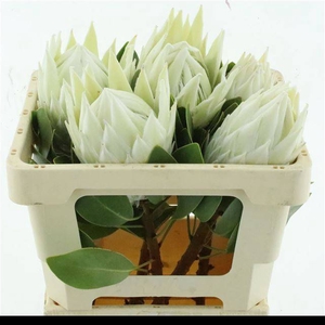 PROTEA WHITE HEAD