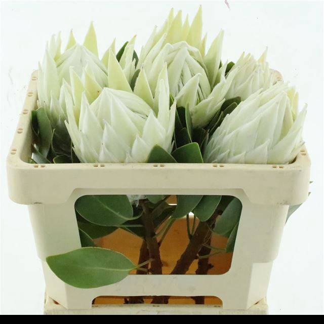 <h4>PROTEA WHITE HEAD</h4>