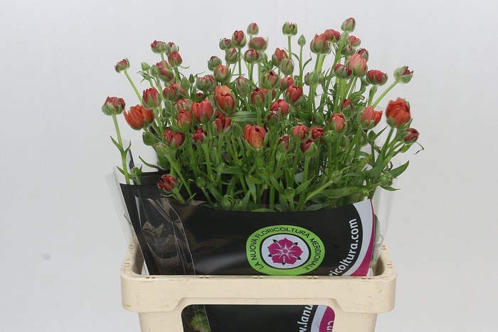 Ranunculus Moderna Allegria