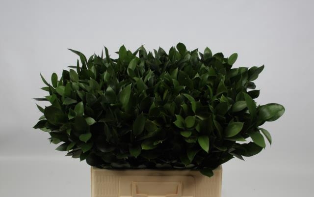 <h4>RUSCUS HYPOPHYLLUM</h4>