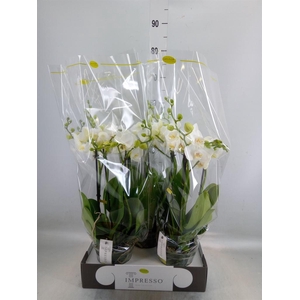 Phalaenopsis   ...white