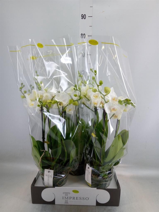 <h4>Phalaenopsis   ...white</h4>