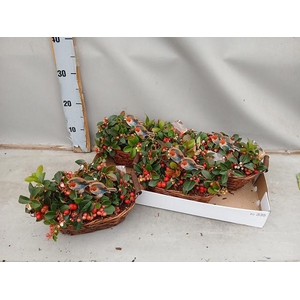 ARR TUINPLANTEN