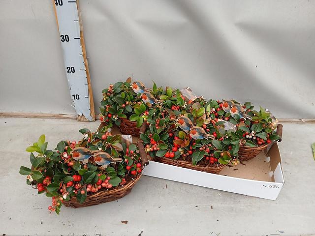 <h4>ARR TUINPLANTEN</h4>