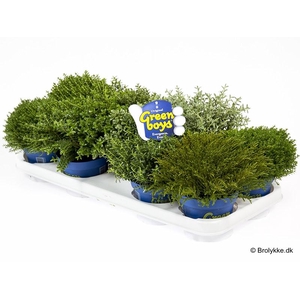 HEBE-HYBRIDER p12 Greenboys mix