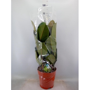 Ficus elastica 'Robusta'