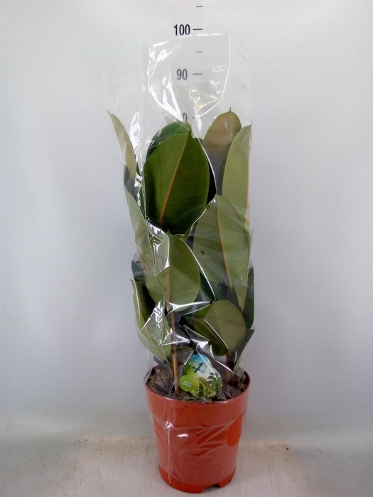 <h4>Ficus elastica 'Robusta'</h4>