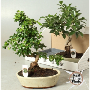 BONSAI GEM