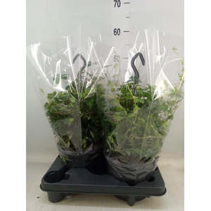 Parthenocissus 'Sugar Vine'