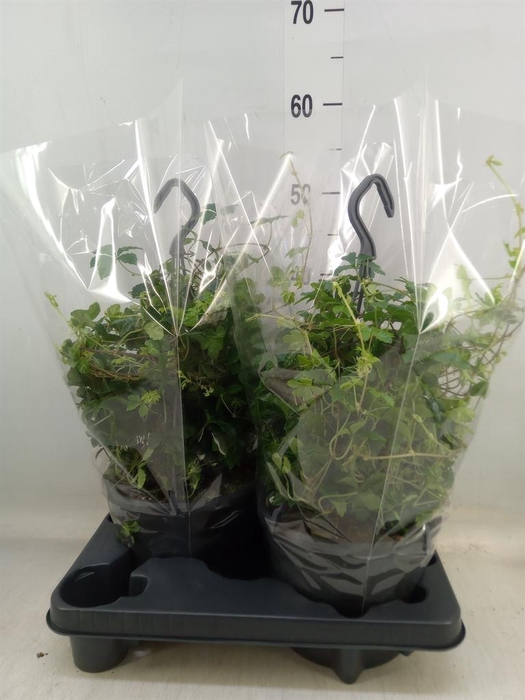 <h4>Parthenocissus  'Sugar Vine'</h4>