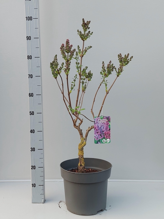 <h4>SYRI VULGARIS</h4>