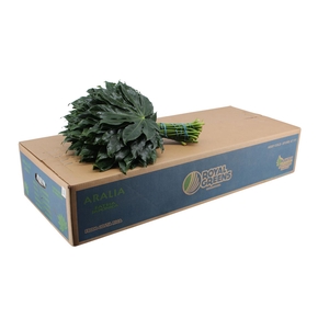 Aralia Medium