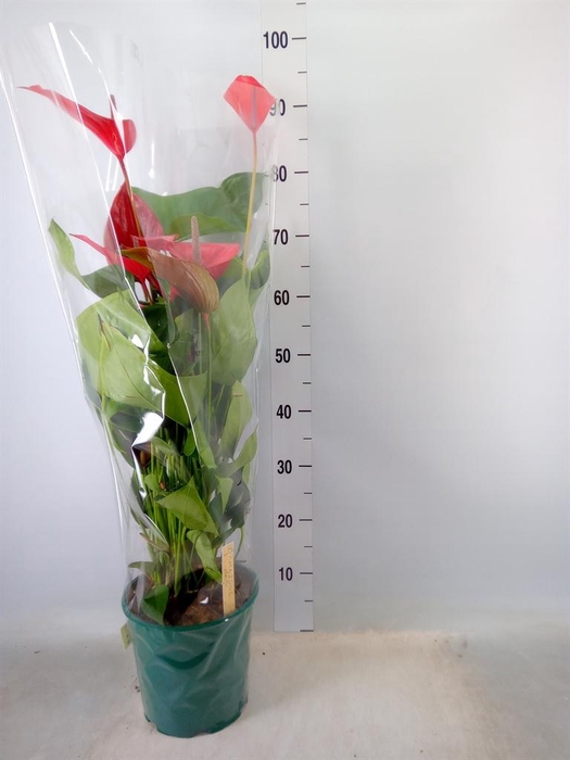 <h4>Anthurium andr. 'Melodia Ibis'</h4>