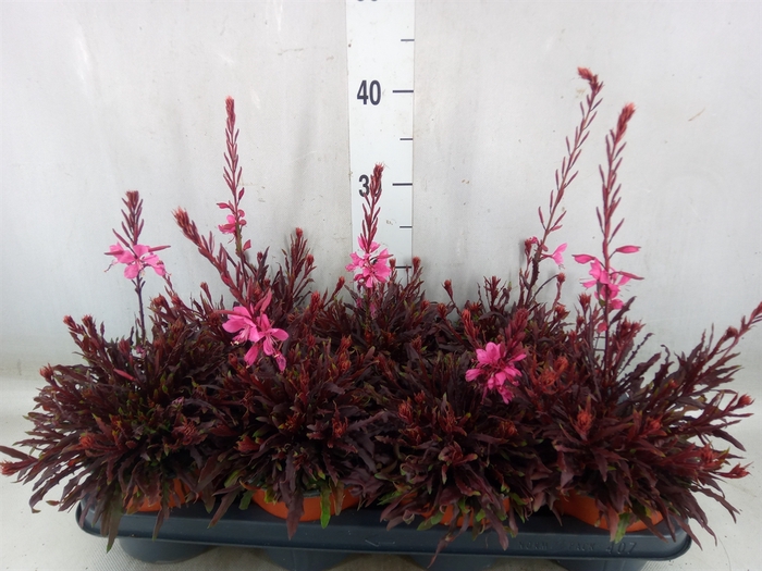 <h4>Lobelia erin.   ...</h4>