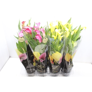 CALLA COLORIDA P14 PREMIUM